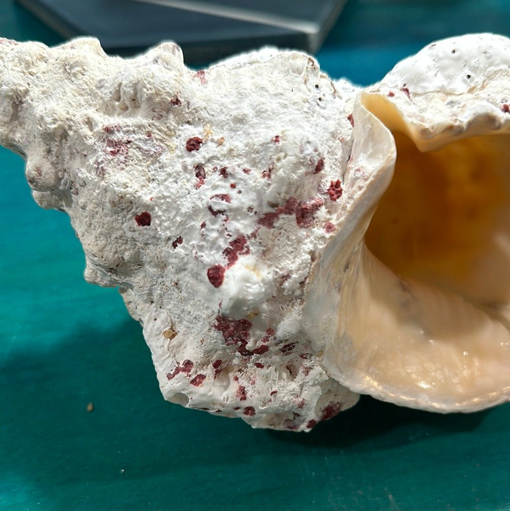 Calcium Covered Frog Conch Shell 9"