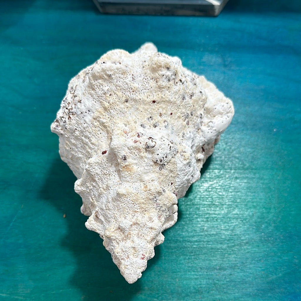 Calcium Covered Frog Conch Shell 9"