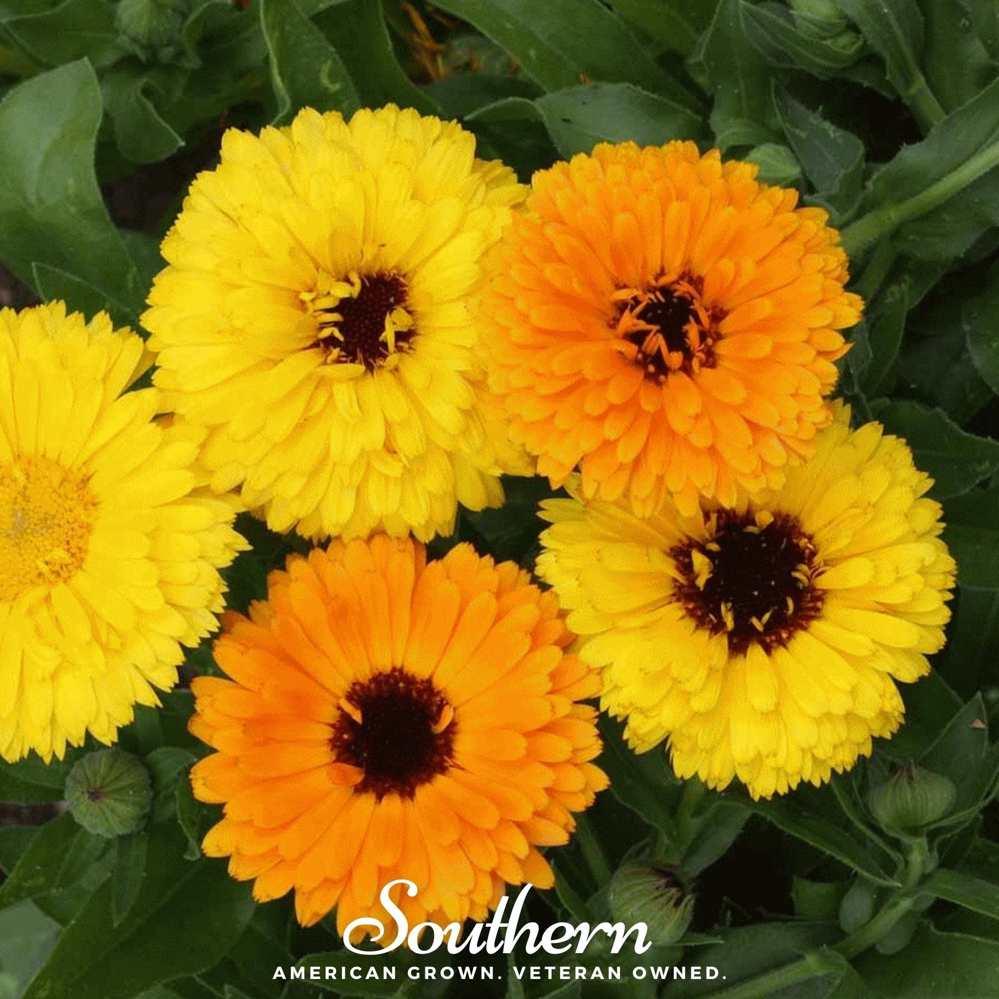 Fiesta Gitana Calendula – 100 Seeds | | Wiccan Center