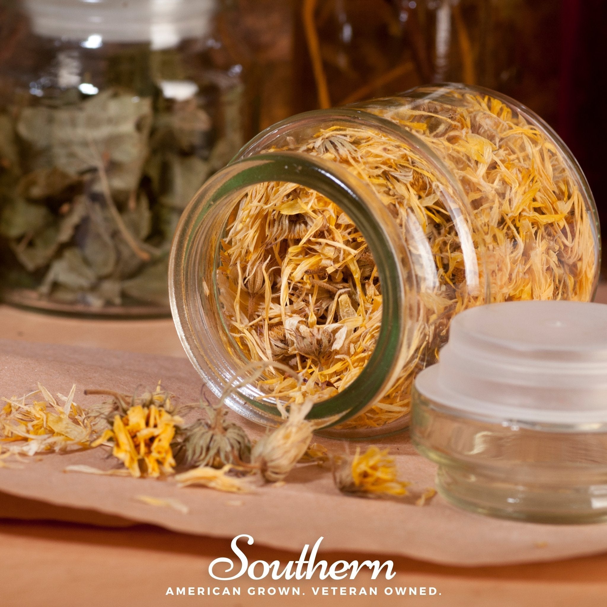 Fiesta Gitana Calendula – 100 Seeds | | Wiccan Center