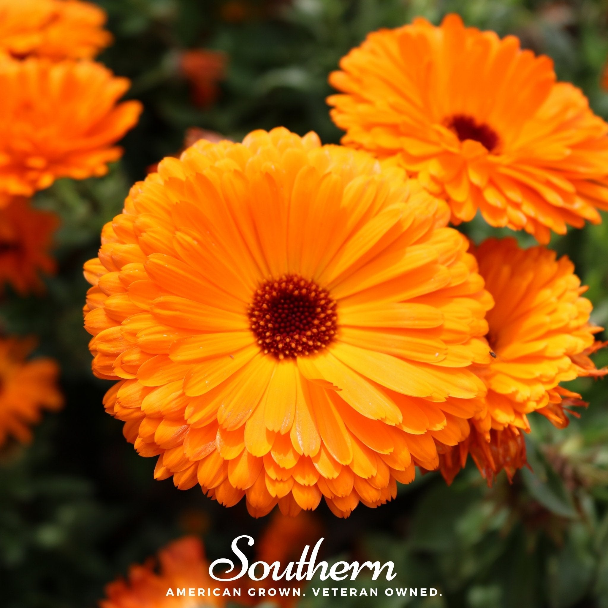 Fiesta Gitana Calendula – 100 Seeds | | Wiccan Center