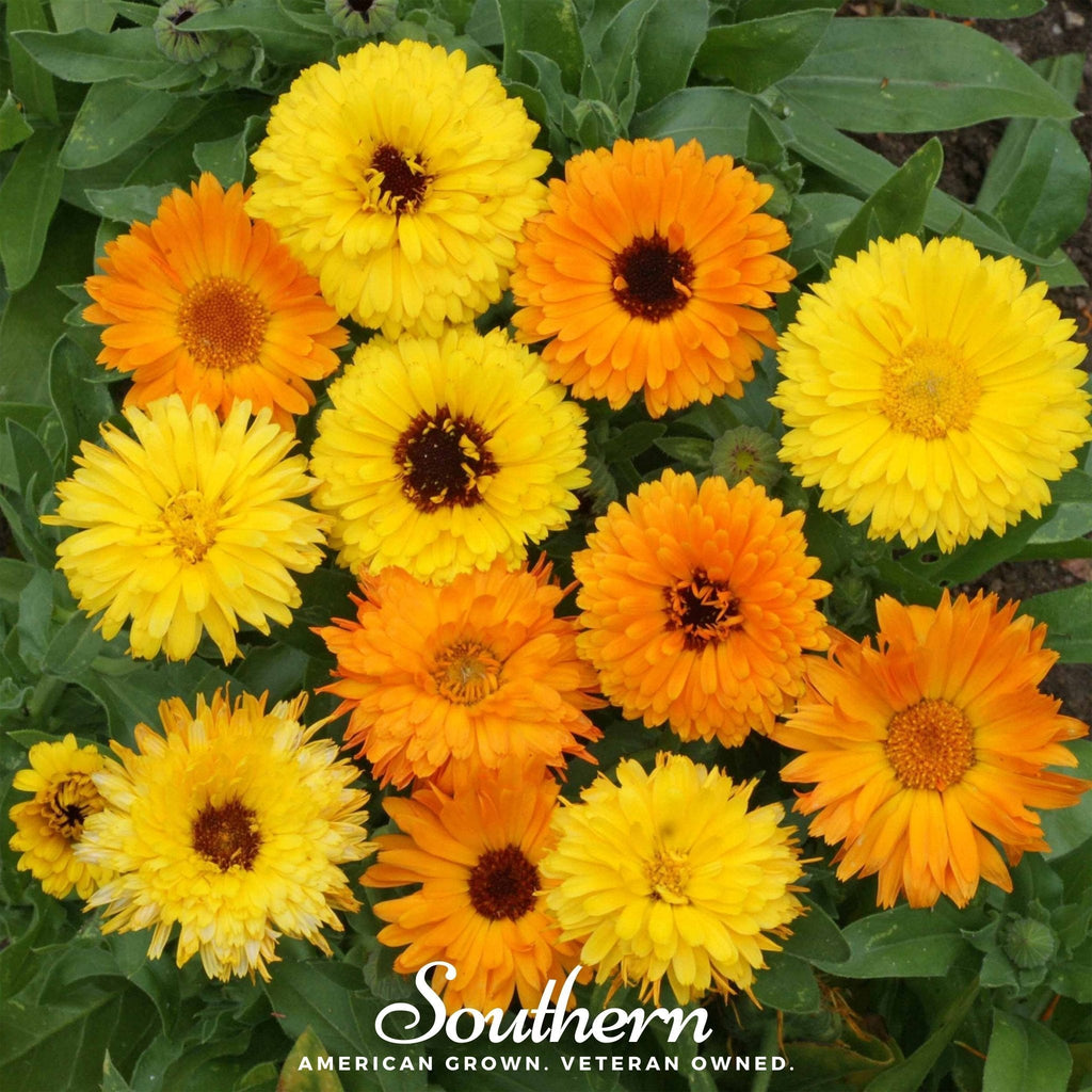 Fiesta Gitana Calendula – 100 Seeds | | Wiccan Center