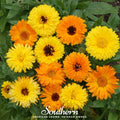Fiesta Gitana Calendula – 100 Seeds | | Wiccan Center