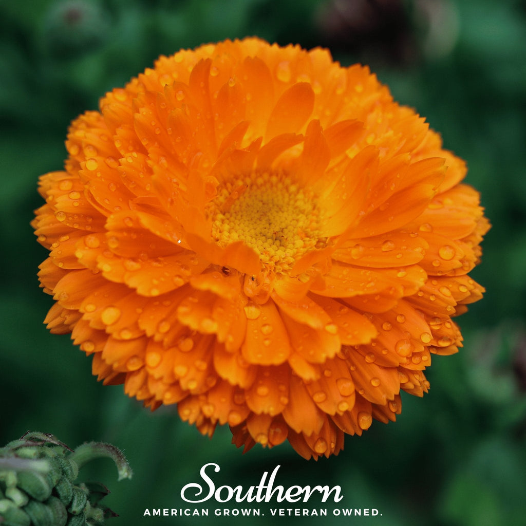 Orange King Calendula – 100 Seeds | Seeds | Wiccan Center