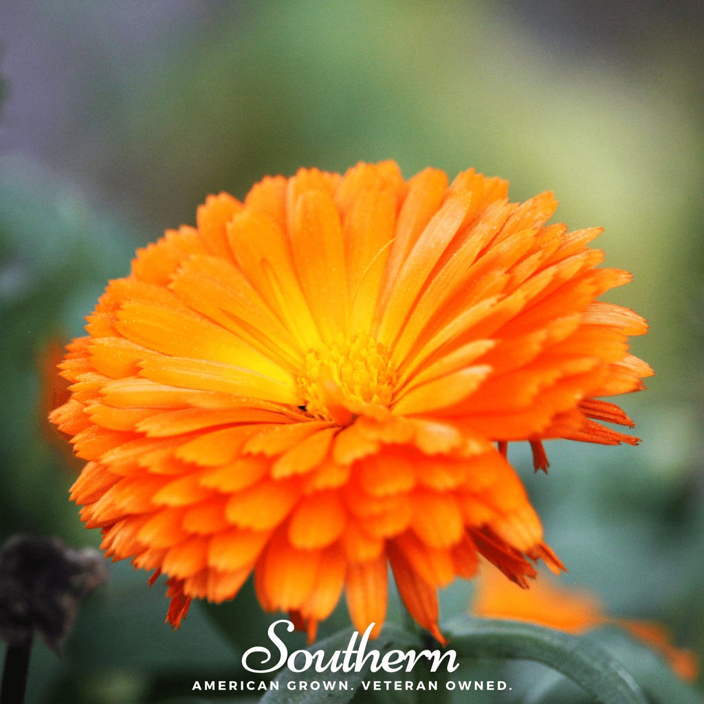 Orange King Calendula – 100 Seeds | Seeds | Wiccan Center