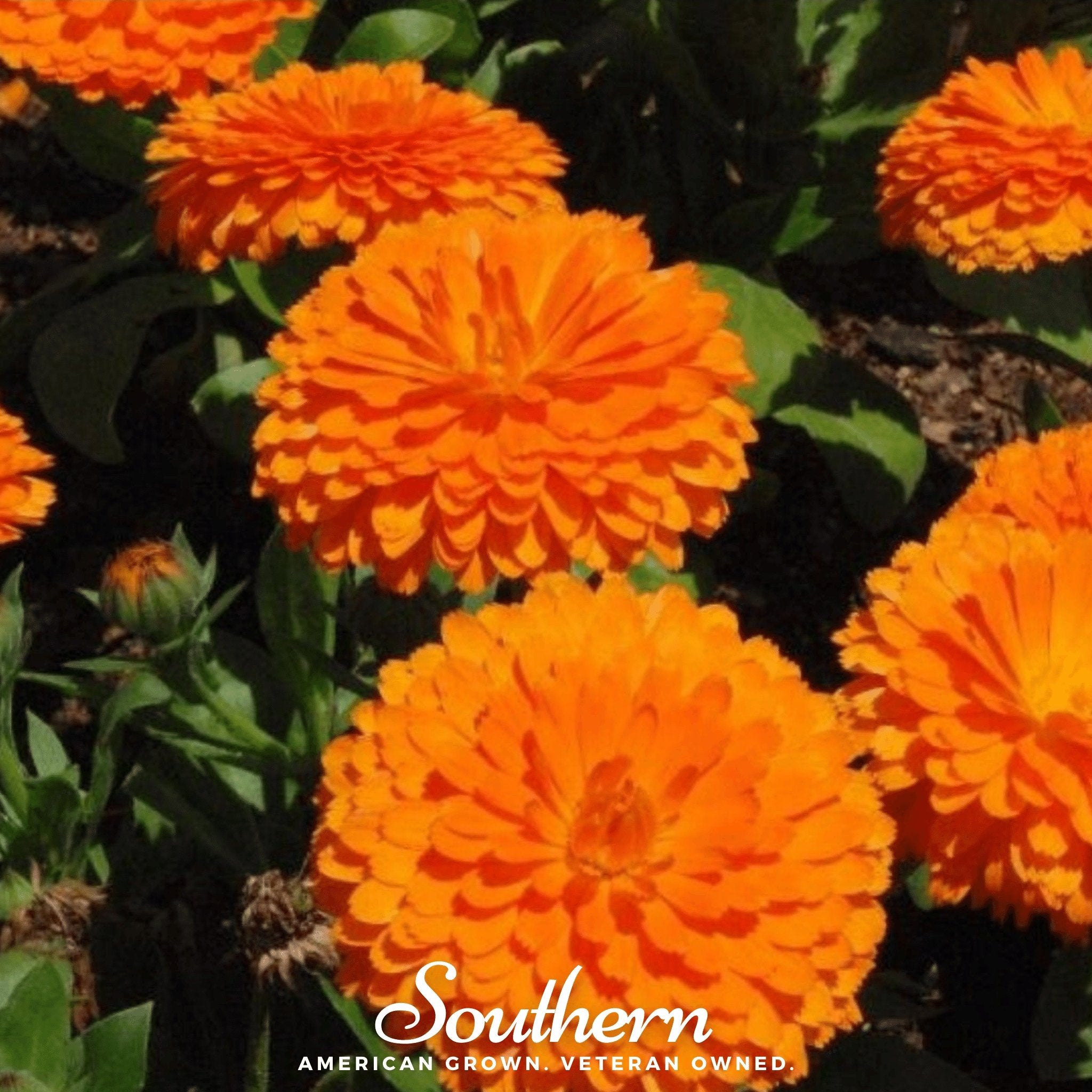 Orange King Calendula – 100 Seeds | Seeds | Wiccan Center