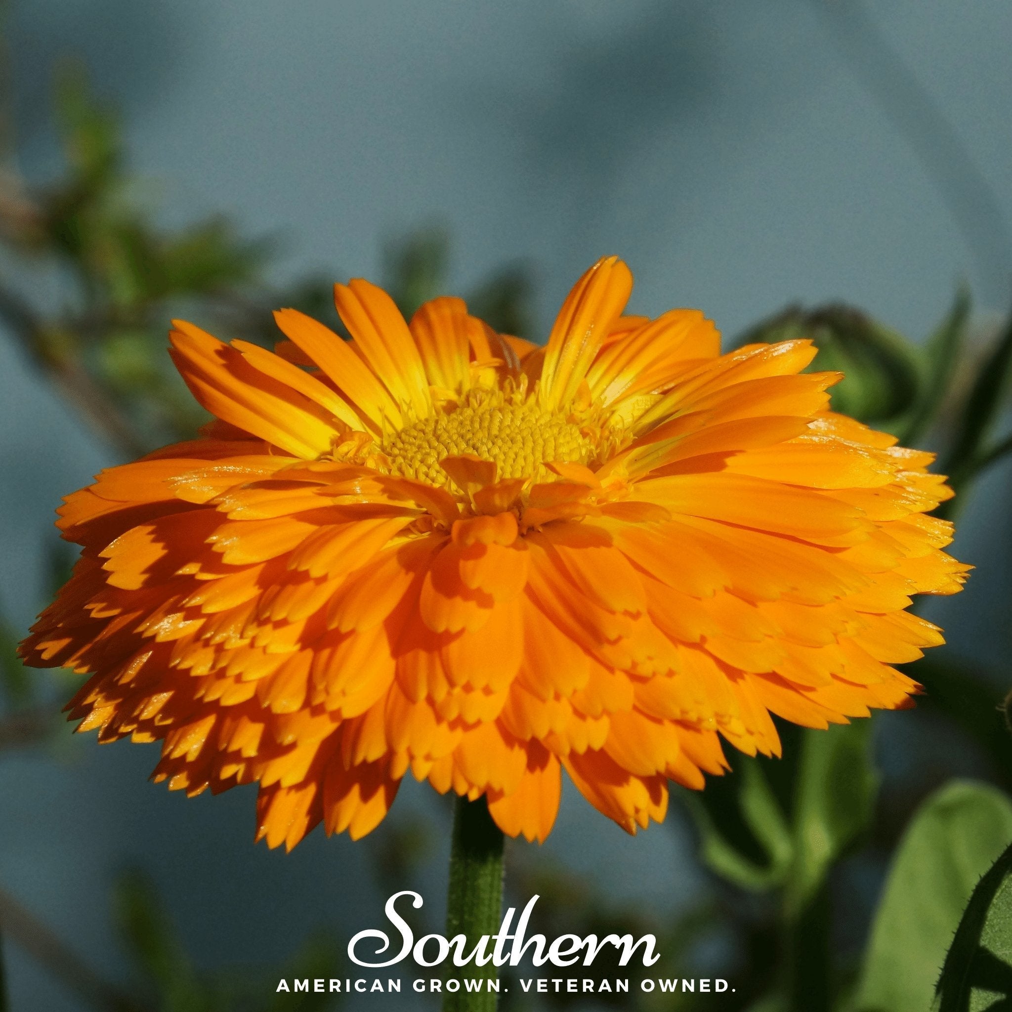 Orange King Calendula – 100 Seeds | Seeds | Wiccan Center
