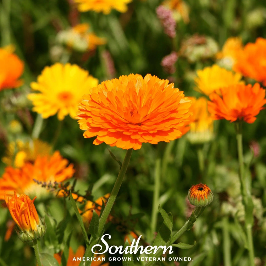Pacific Beauty Calendula – 100 Seeds | | Wiccan Center