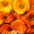 Pacific Beauty Calendula – 100 Seeds | | Wiccan Center