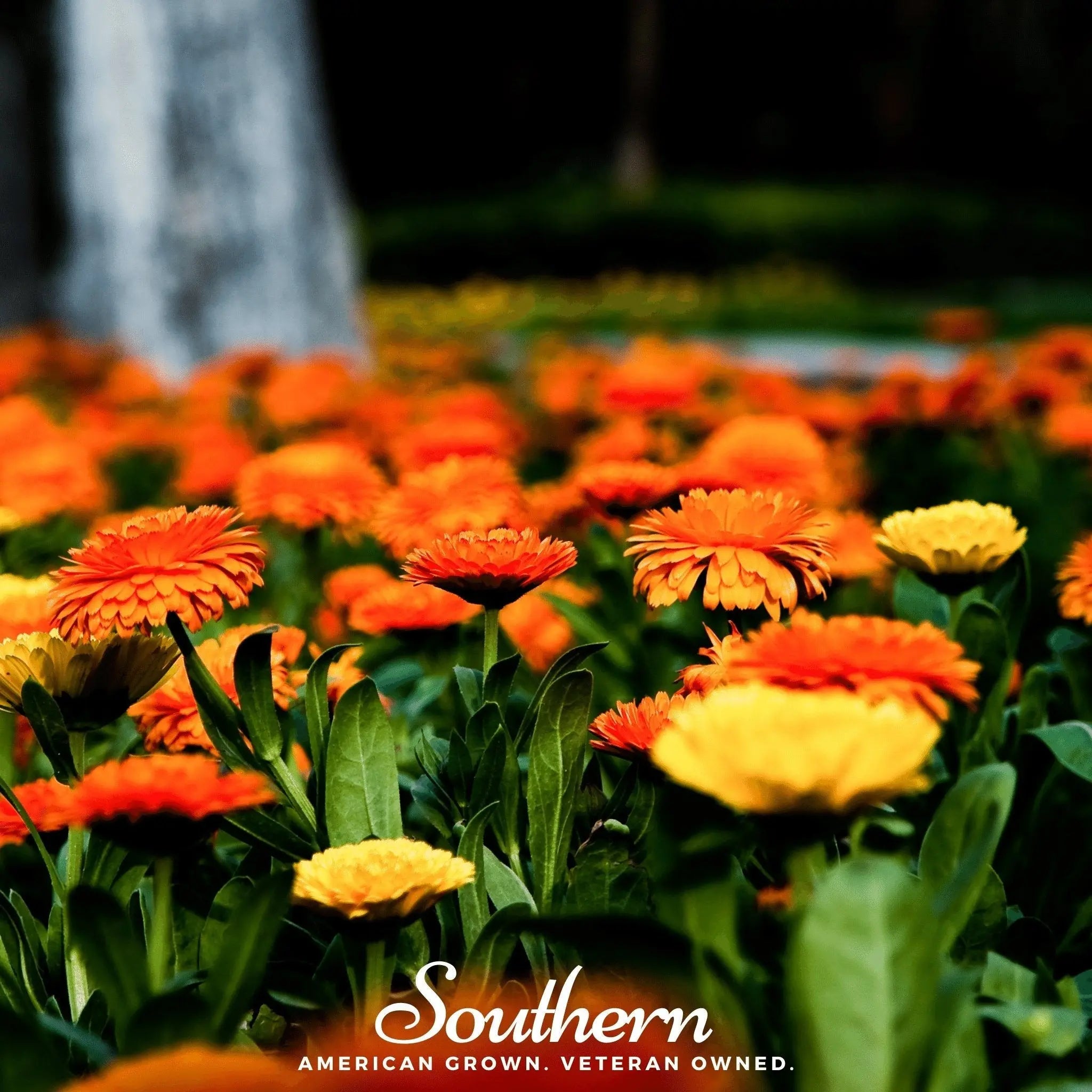 Pacific Beauty Calendula – 100 Seeds | | Wiccan Center
