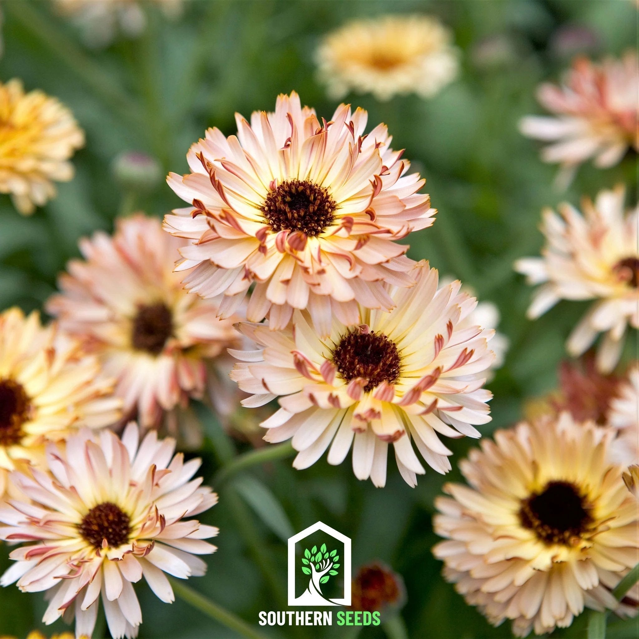 Sunset Buff Calendula – 50 Seeds | Seeds | Wiccan Center