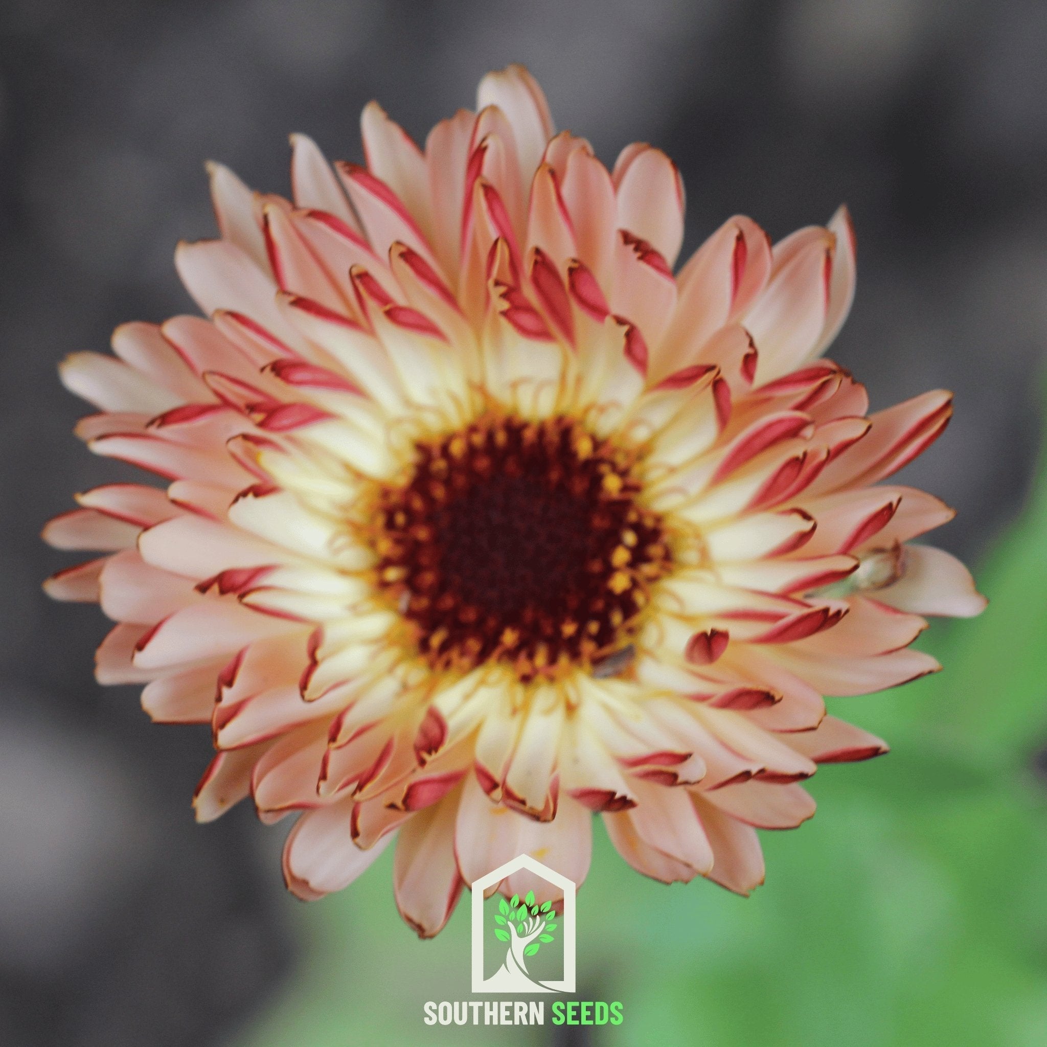 Sunset Buff Calendula – 50 Seeds | Seeds | Wiccan Center