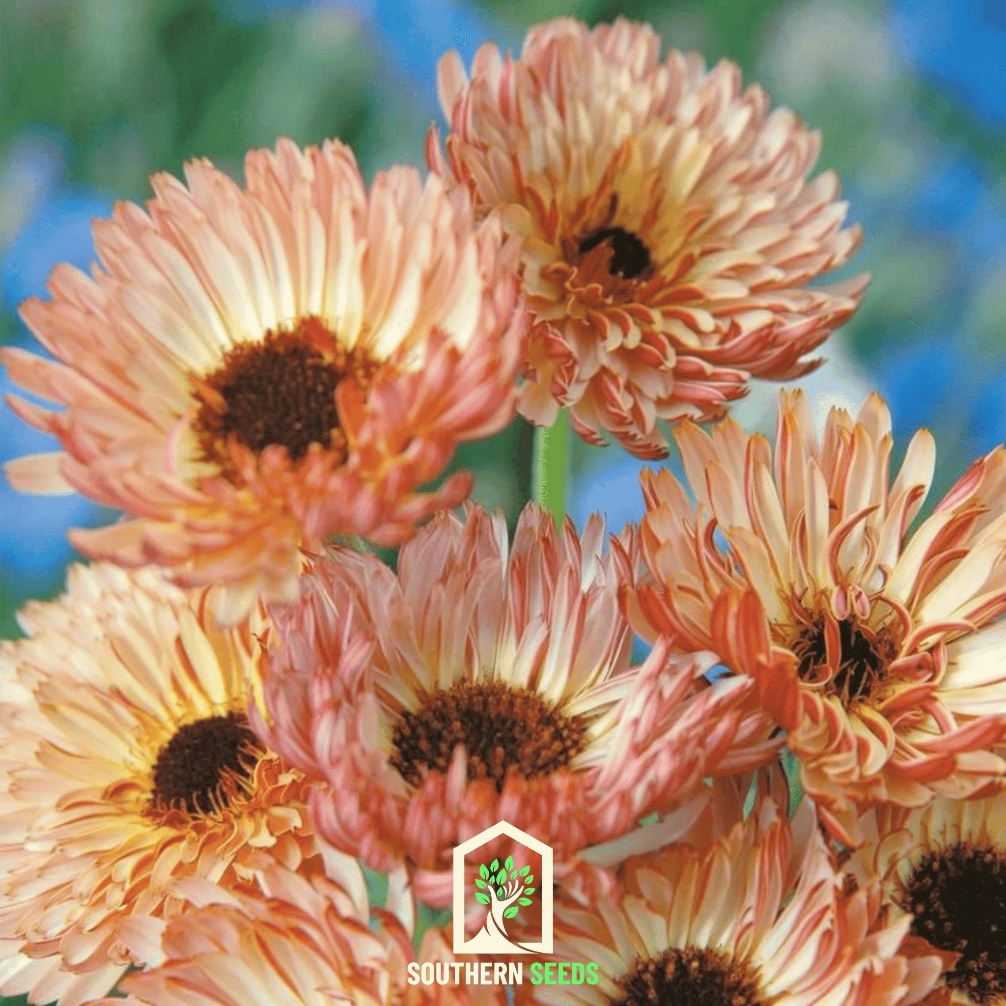 Sunset Buff Calendula – 50 Seeds | Seeds | Wiccan Center