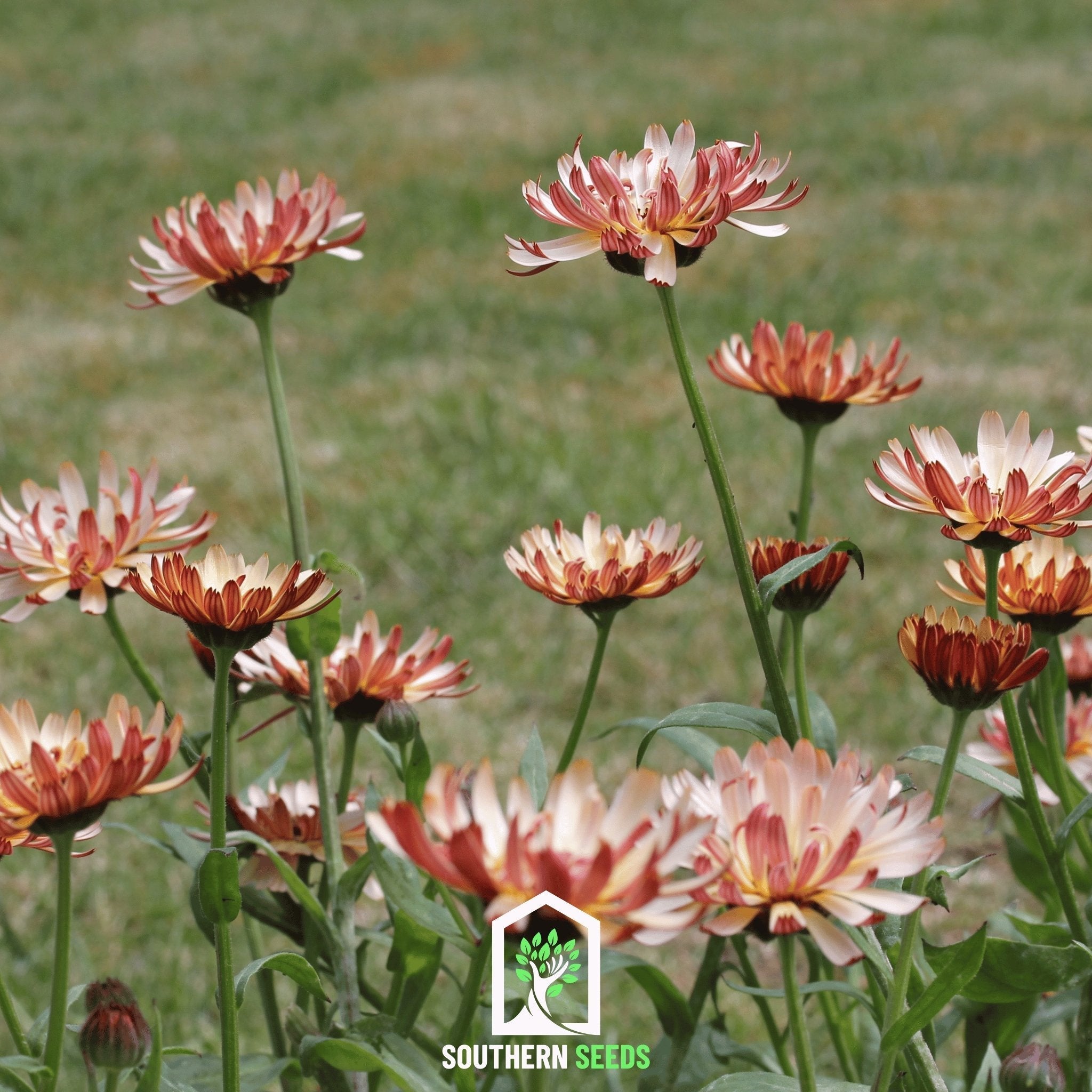 Sunset Buff Calendula – 50 Seeds | Seeds | Wiccan Center