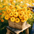 Canary Bird Zinnia – 100 Seeds | Seeds | Wiccan Center