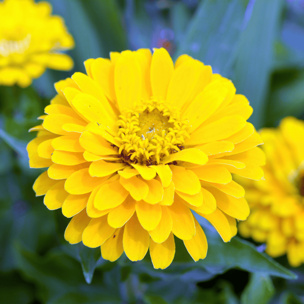 Canary Bird Zinnia – 100 Seeds | Seeds | Wiccan Center