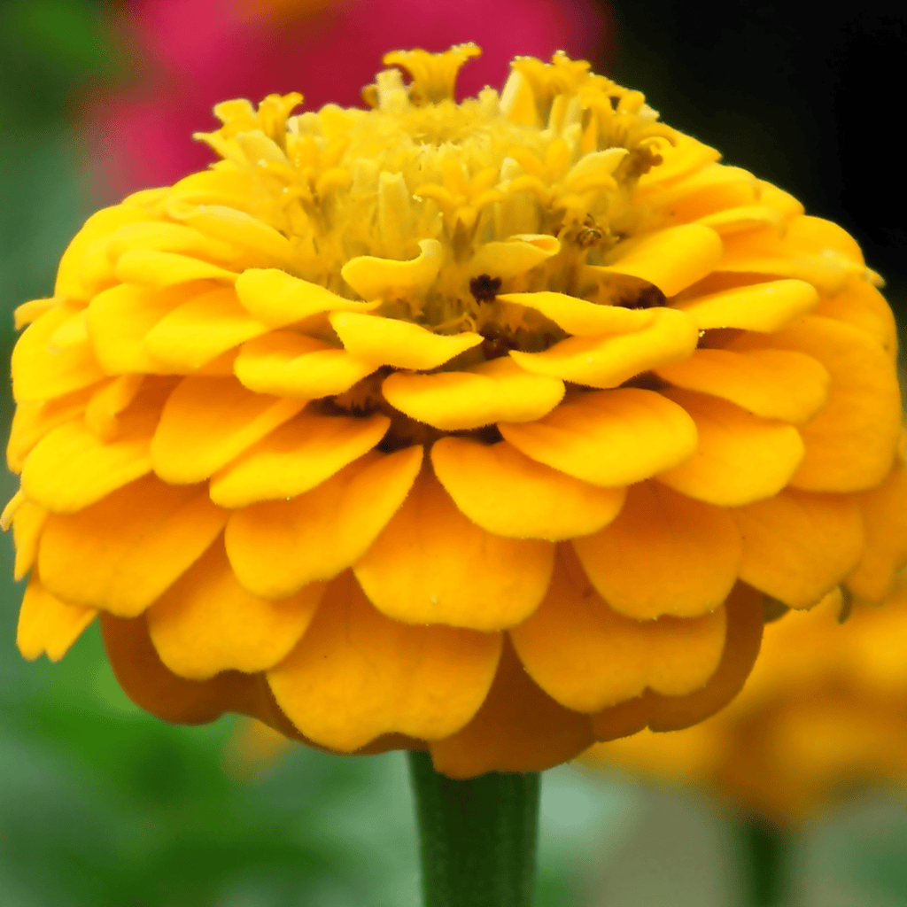 Canary Bird Zinnia – 100 Seeds | Seeds | Wiccan Center