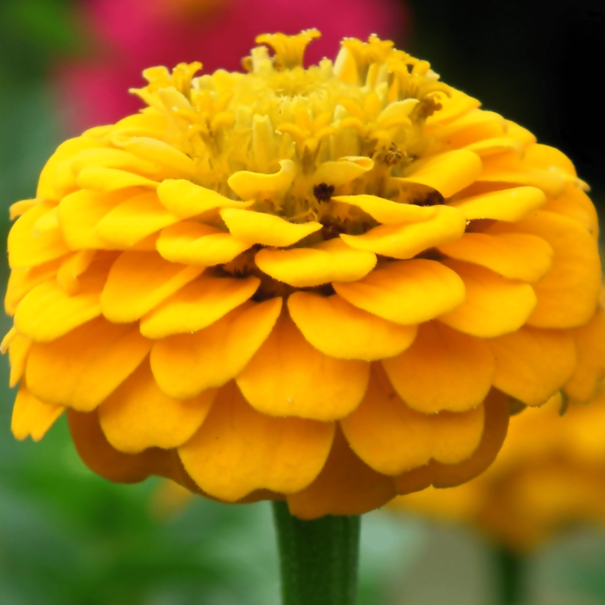 Canary Bird Zinnia – 100 Seeds | Seeds | Wiccan Center