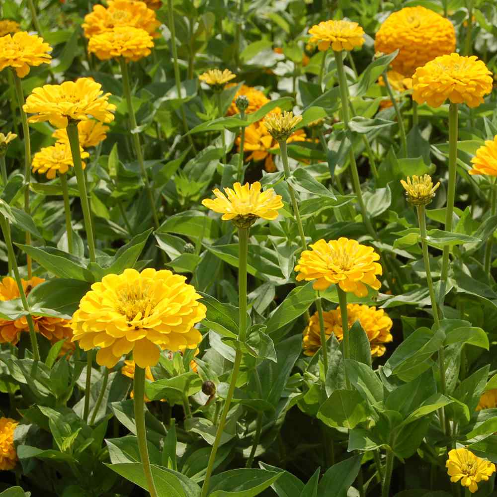 Canary Bird Zinnia – 100 Seeds | Seeds | Wiccan Center