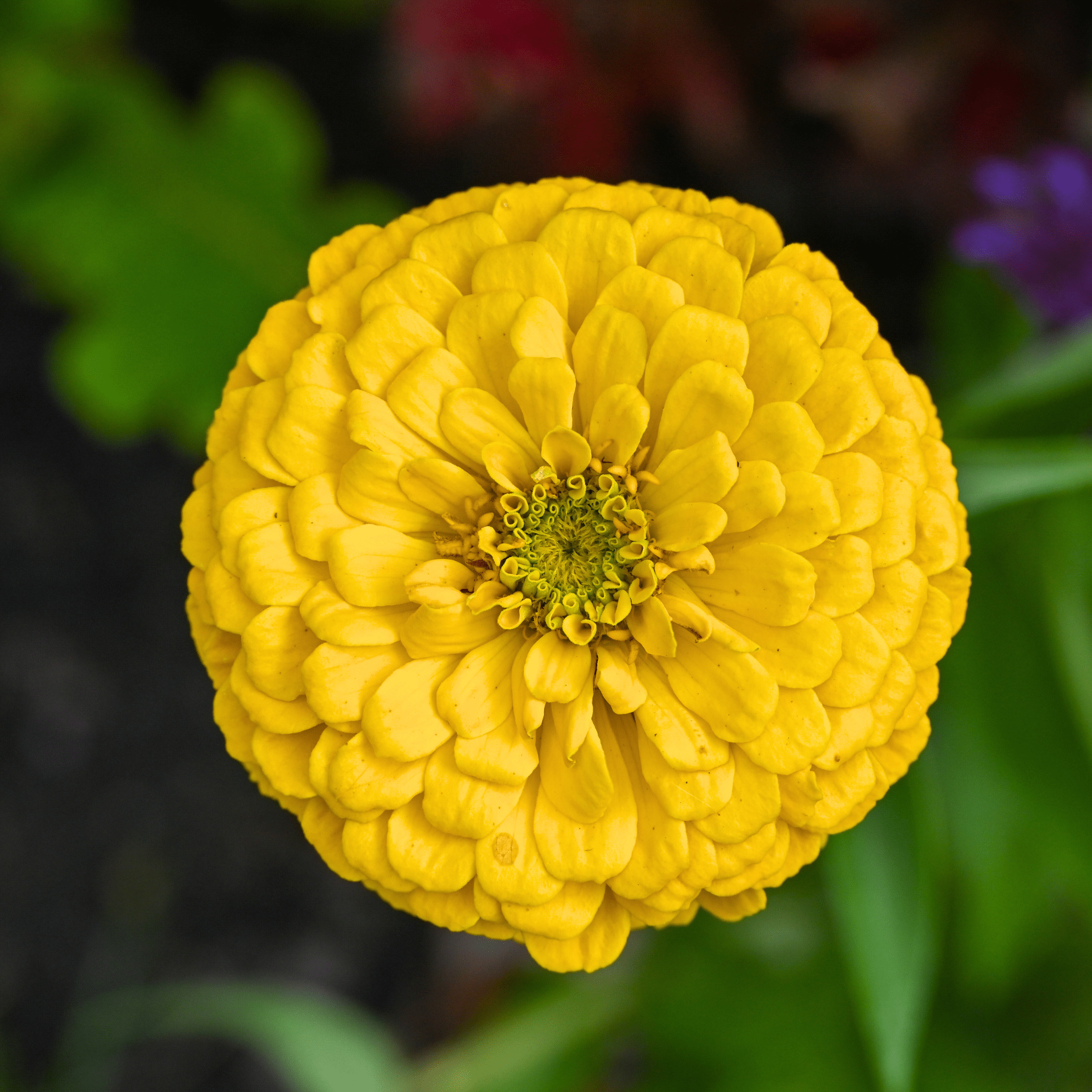 Canary Bird Zinnia – 100 Seeds | Seeds | Wiccan Center