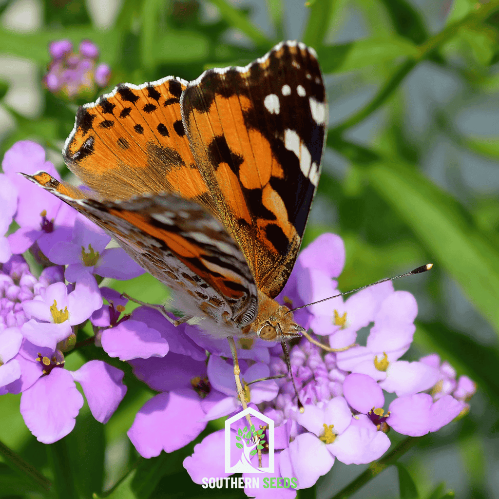 Candytuft Mix – 100 Seeds | Seeds | Wiccan Center