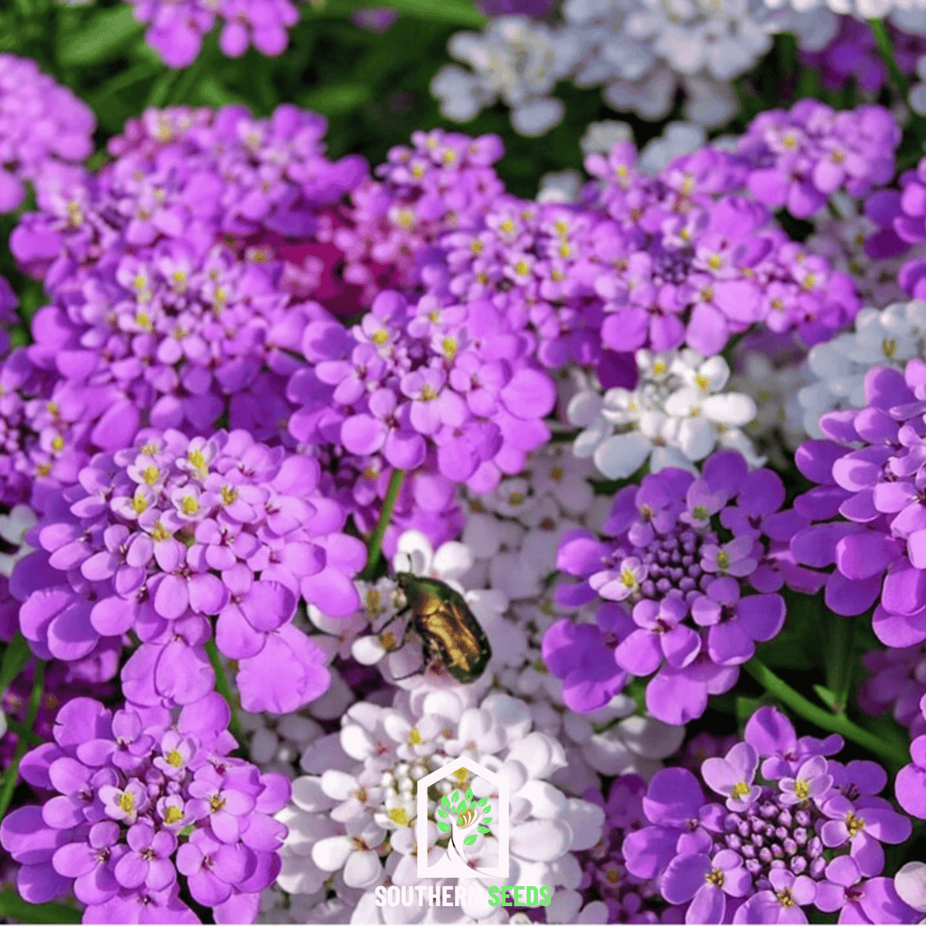 Candytuft Mix – 100 Seeds | Seeds | Wiccan Center