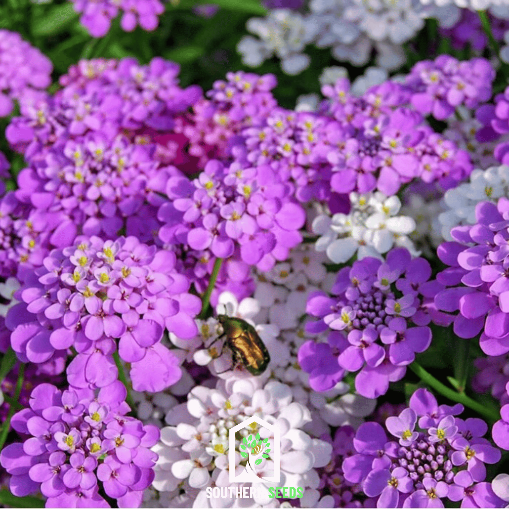 Candytuft Mix – 100 Seeds | Seeds | Wiccan Center