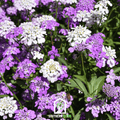 Candytuft Mix – 100 Seeds | Seeds | Wiccan Center
