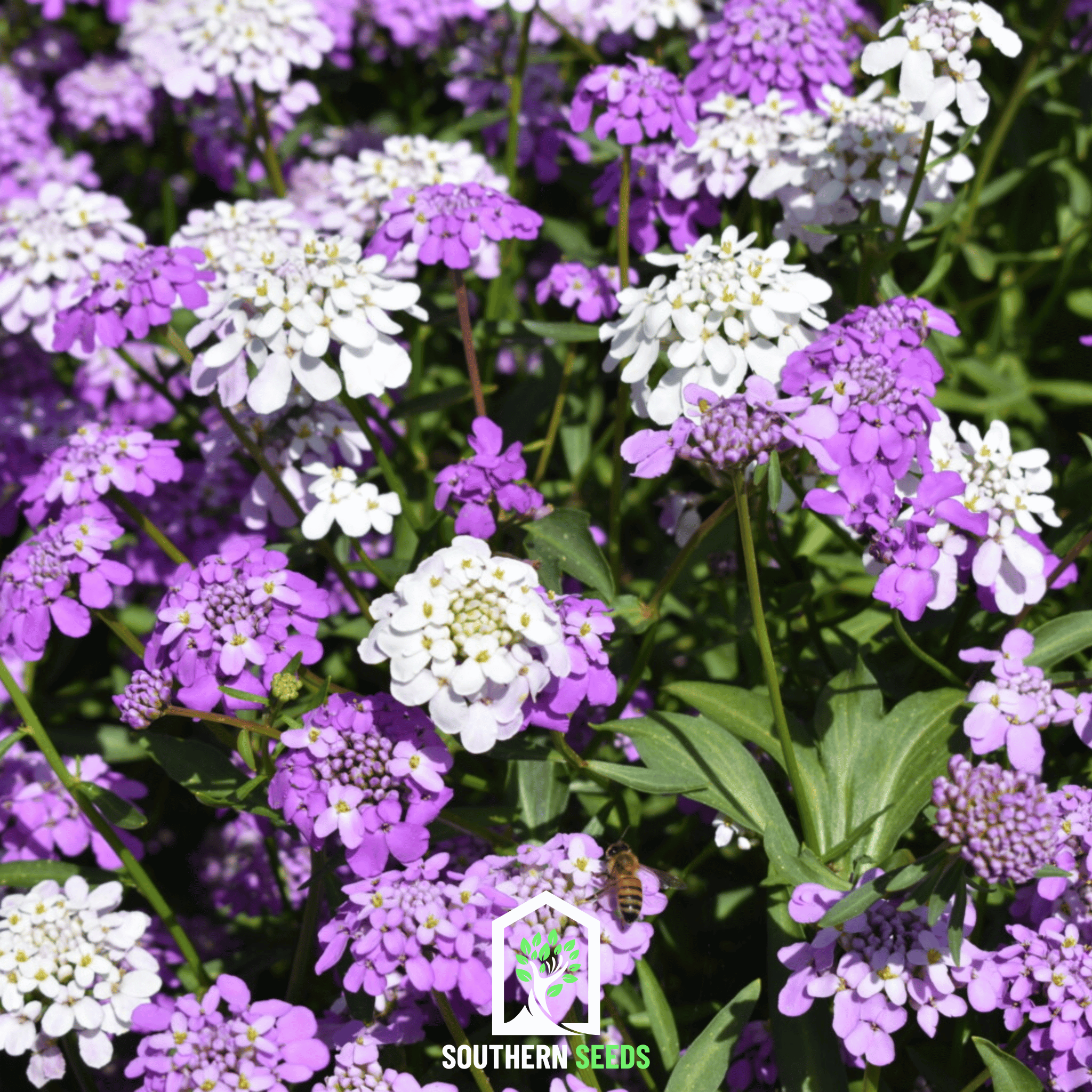 Candytuft Mix – 100 Seeds | Seeds | Wiccan Center