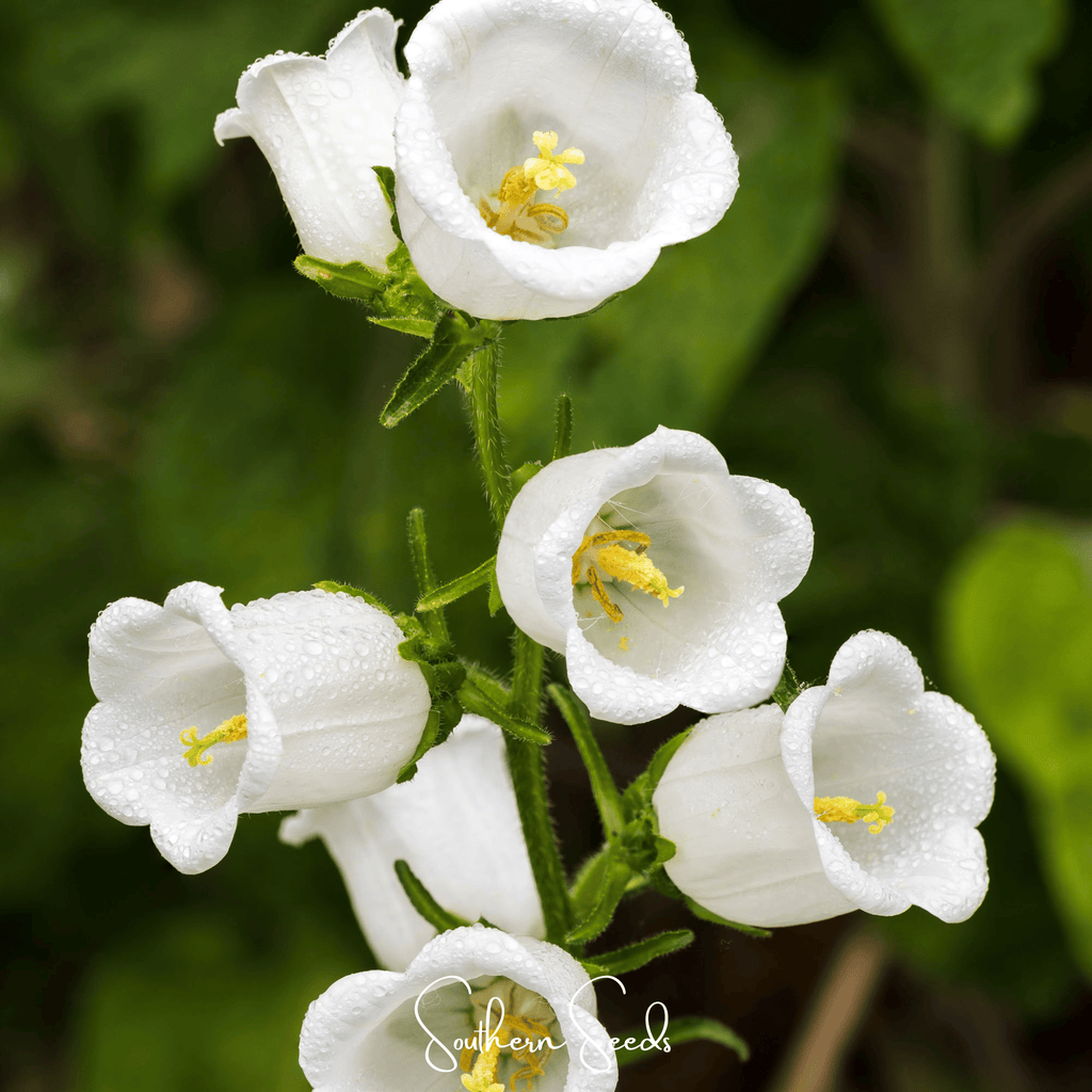 Canterbury Bells Mix – 100 Seeds | Seeds | Wiccan Center