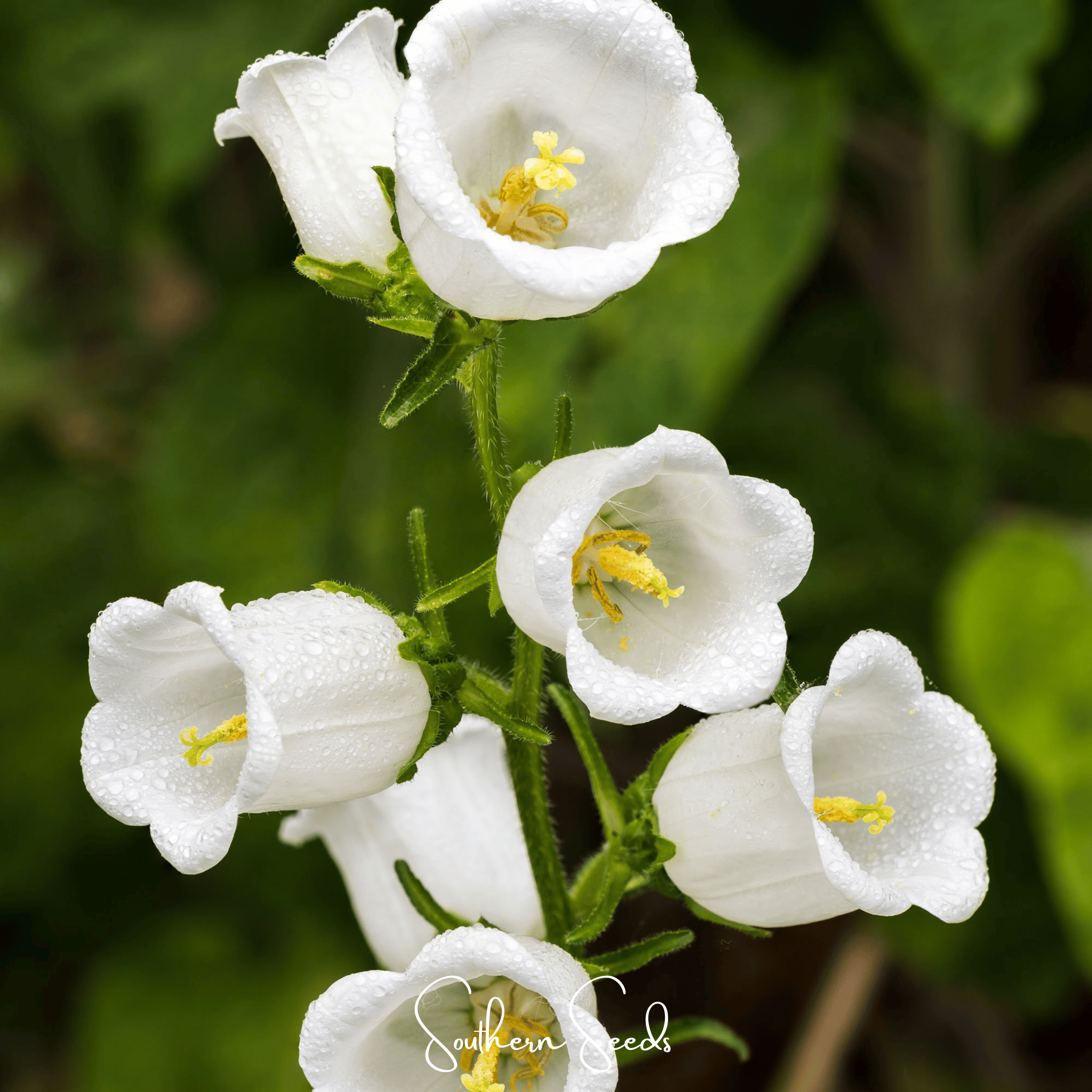 Canterbury Bells Mix – 100 Seeds | Seeds | Wiccan Center