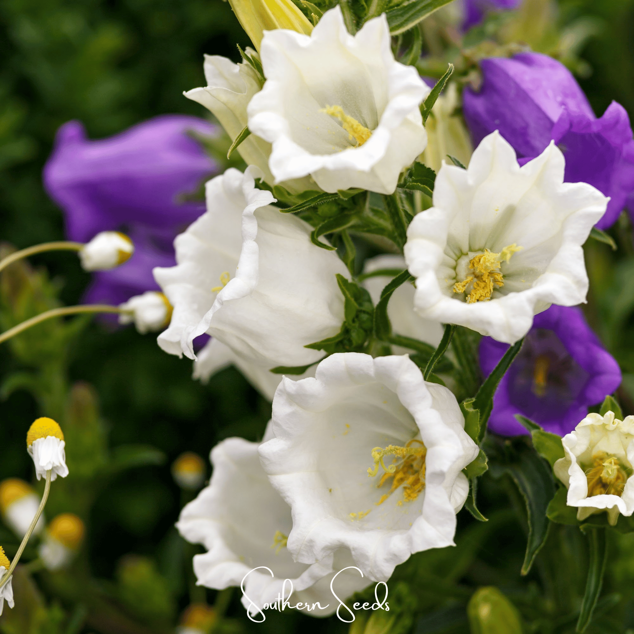 Canterbury Bells Mix – 100 Seeds | Seeds | Wiccan Center