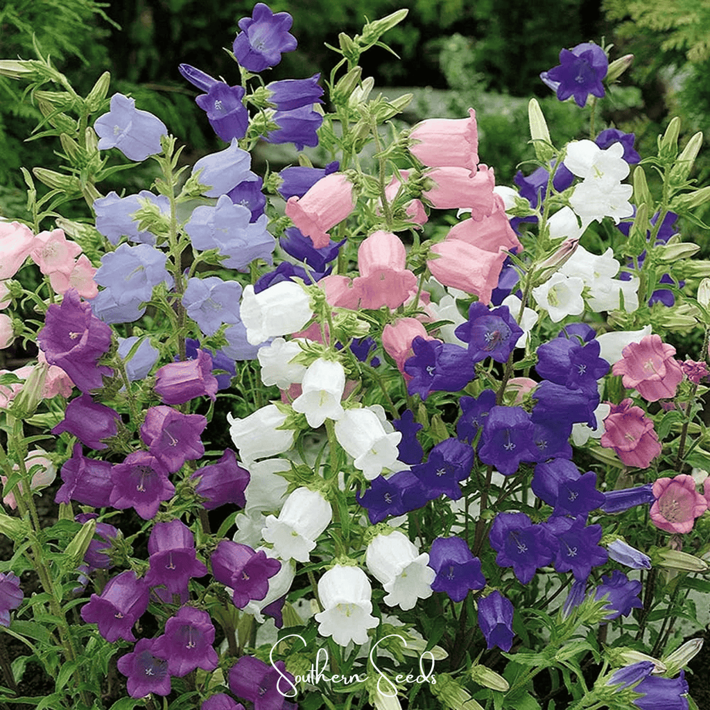 Canterbury Bells Mix – 100 Seeds | Seeds | Wiccan Center