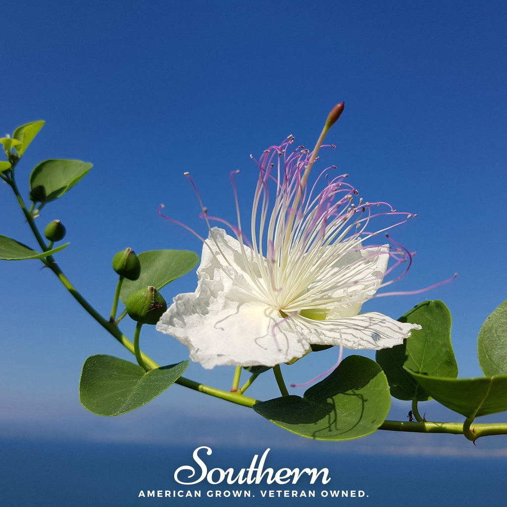 Caper Bush – 10 Seeds | | Wiccan Center