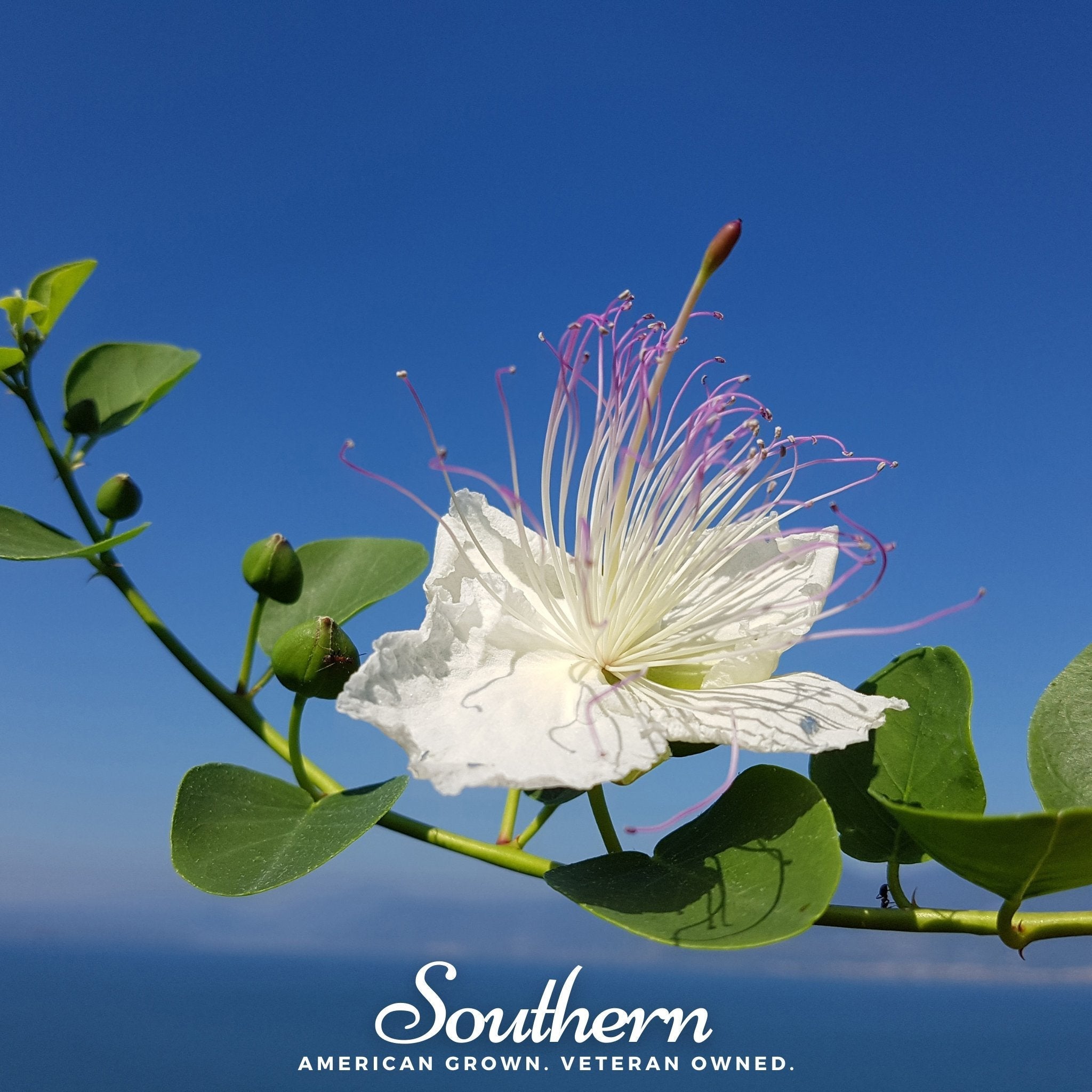 Caper Bush – 10 Seeds | | Wiccan Center
