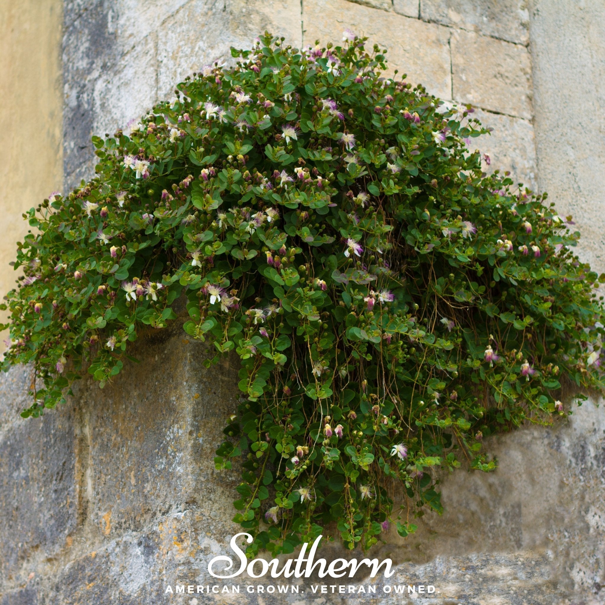 Caper Bush – 10 Seeds | | Wiccan Center
