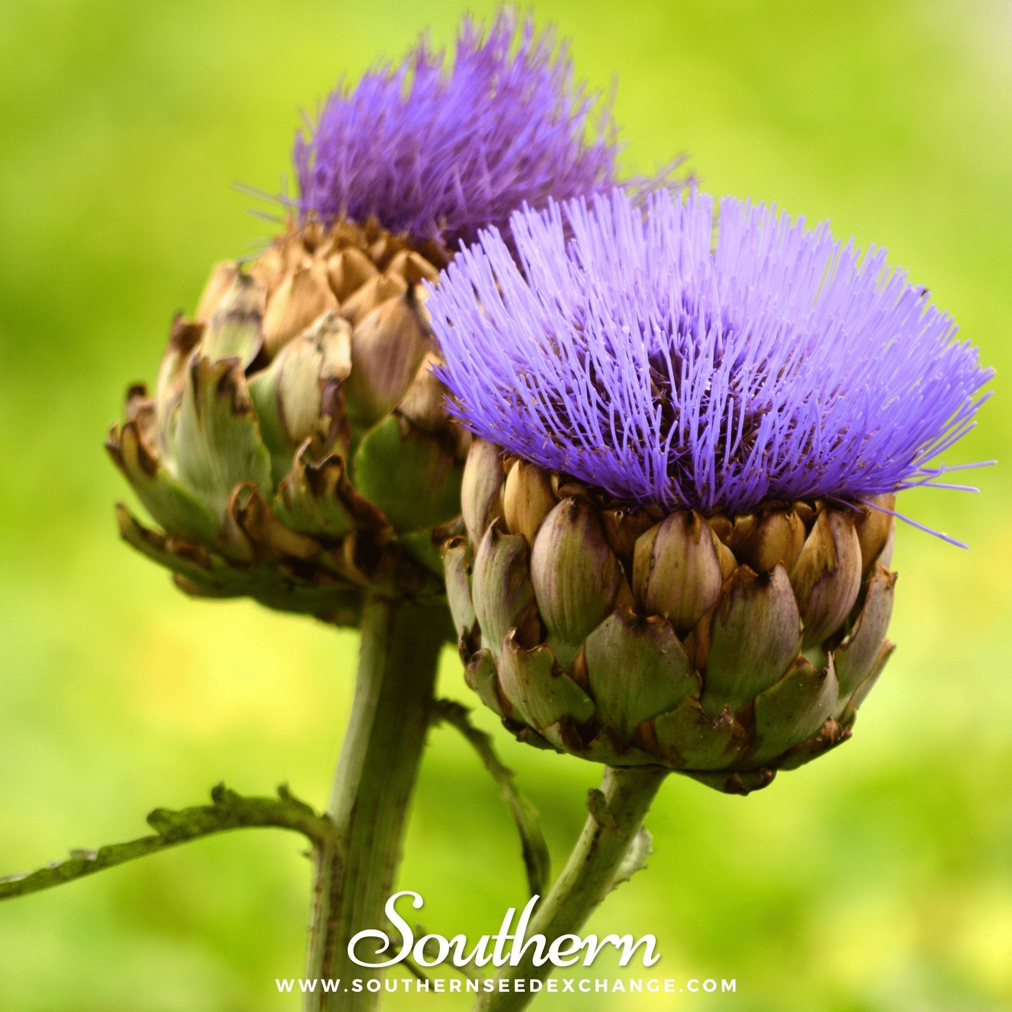 Cardoon – 25 Seeds | Seeds | Wiccan Center