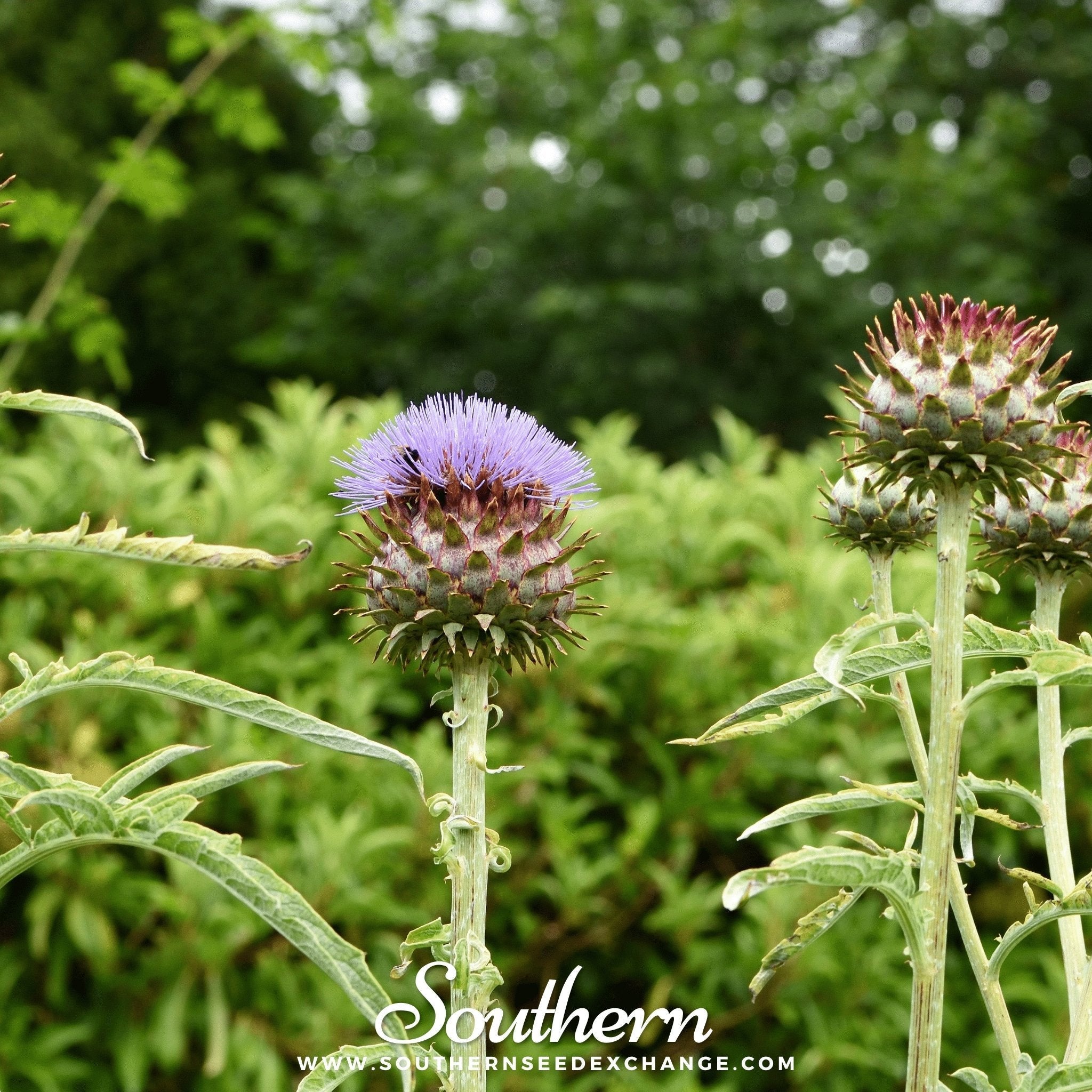 Cardoon – 25 Seeds | Seeds | Wiccan Center