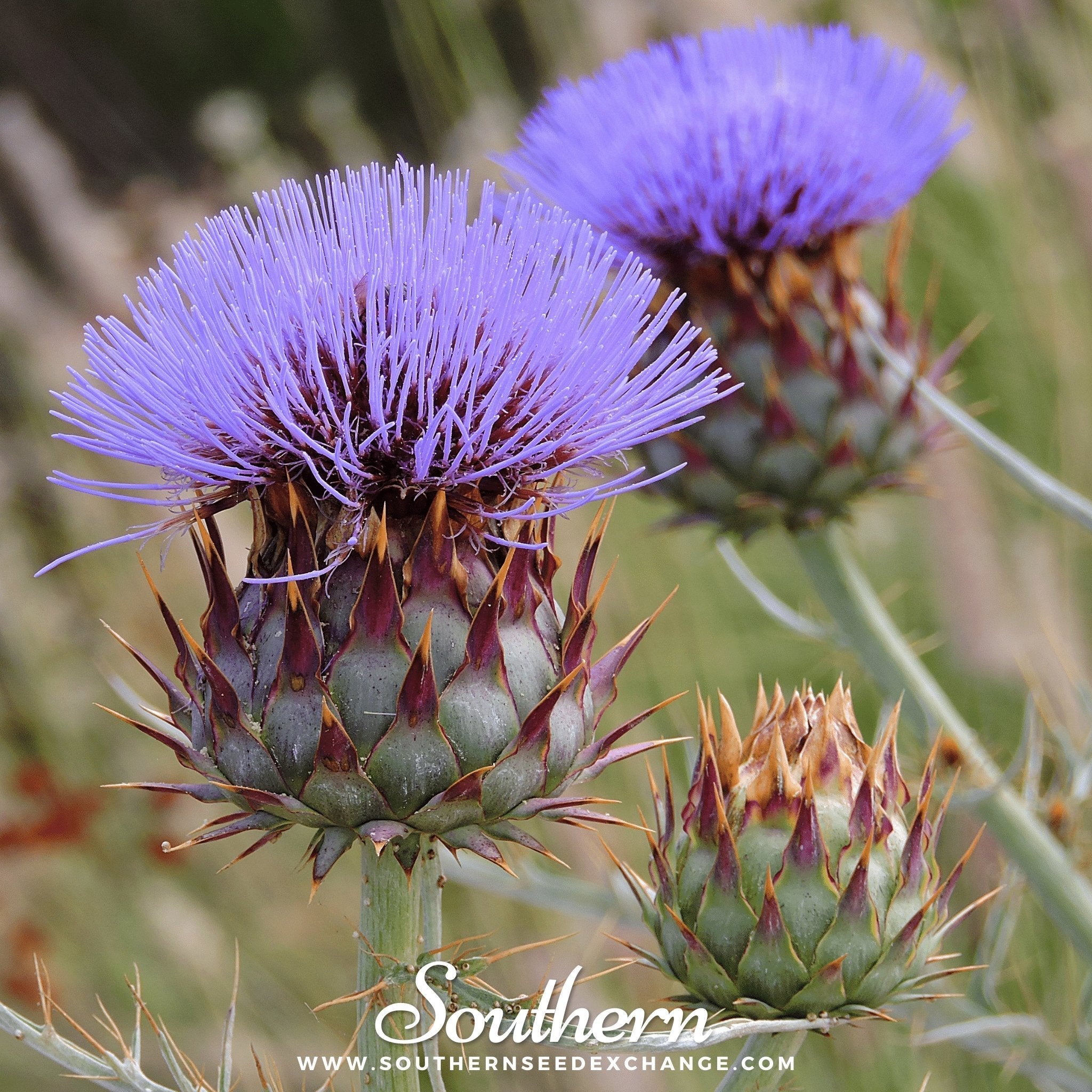 Cardoon – 25 Seeds | Seeds | Wiccan Center