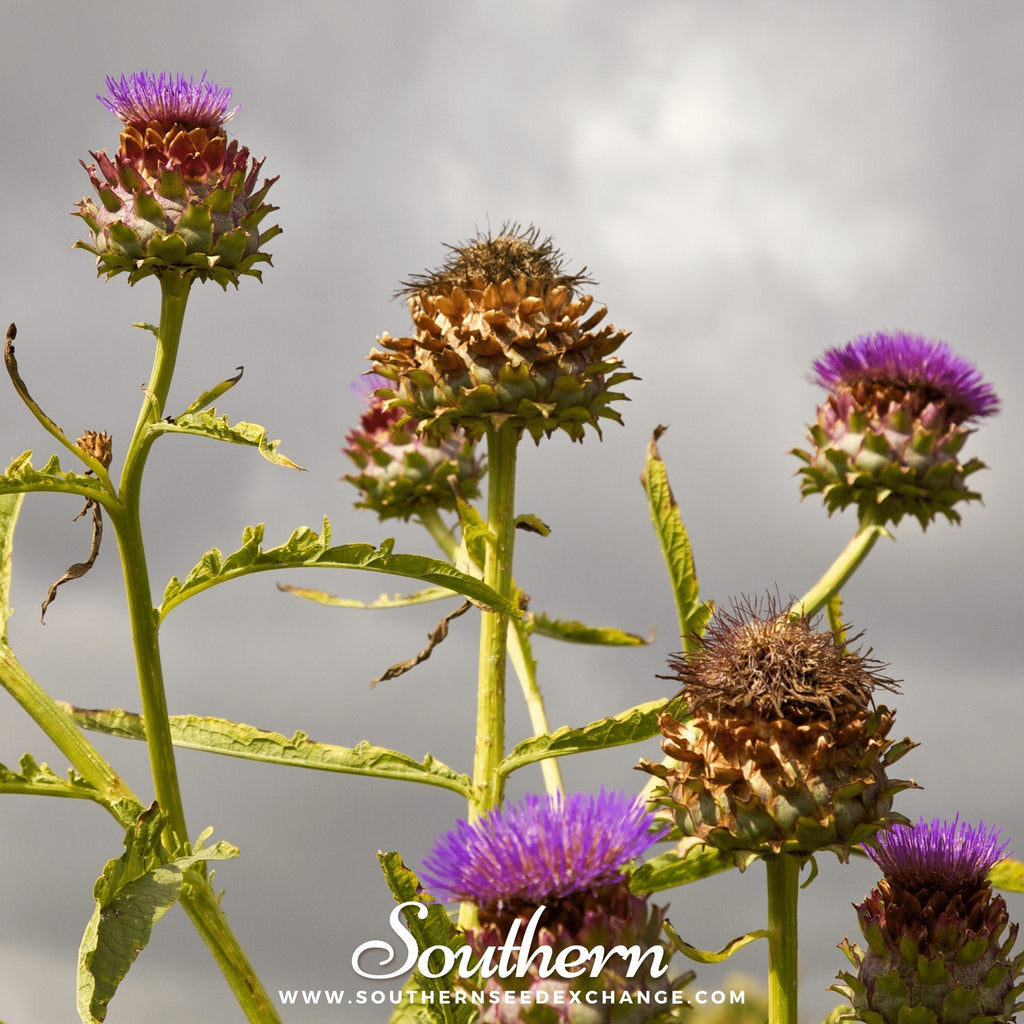 Cardoon – 25 Seeds | Seeds | Wiccan Center