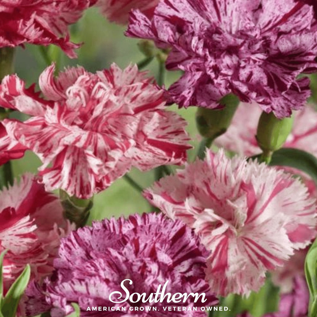 Chabaud Picotee Carnation Mix – 25 Seeds | Seeds | Wiccan Center