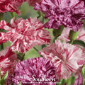 Chabaud Picotee Carnation Mix – 25 Seeds | Seeds | Wiccan Center