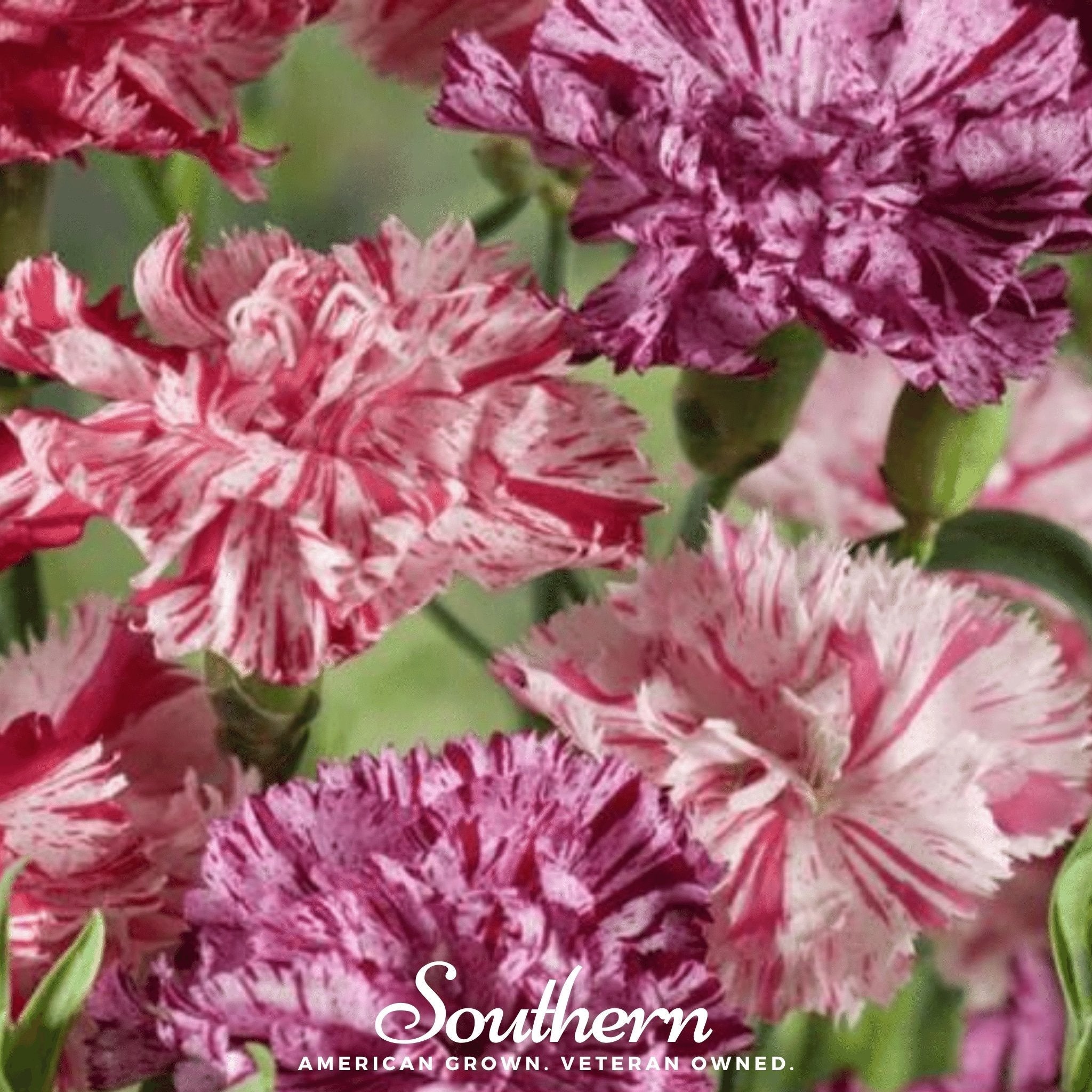 Chabaud Picotee Carnation Mix – 25 Seeds | Seeds | Wiccan Center