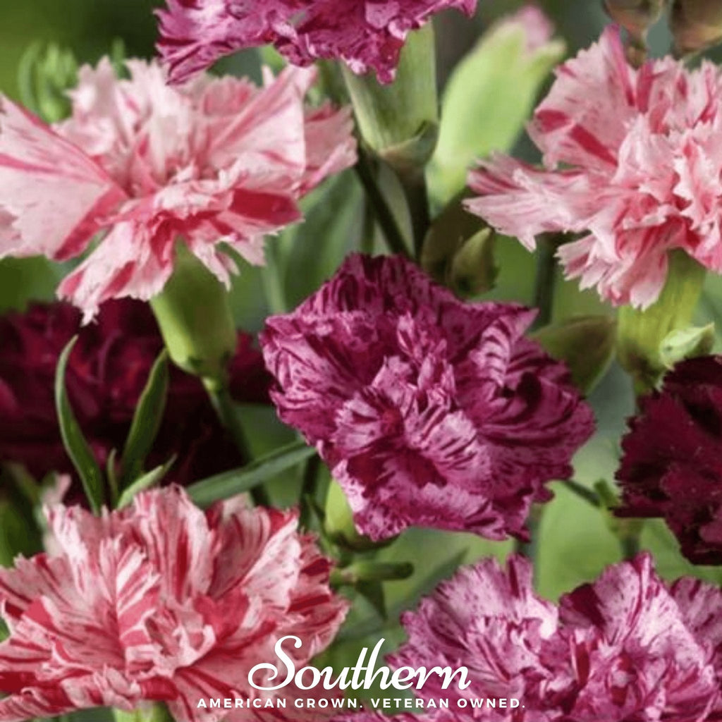 Chabaud Picotee Carnation Mix – 25 Seeds | Seeds | Wiccan Center