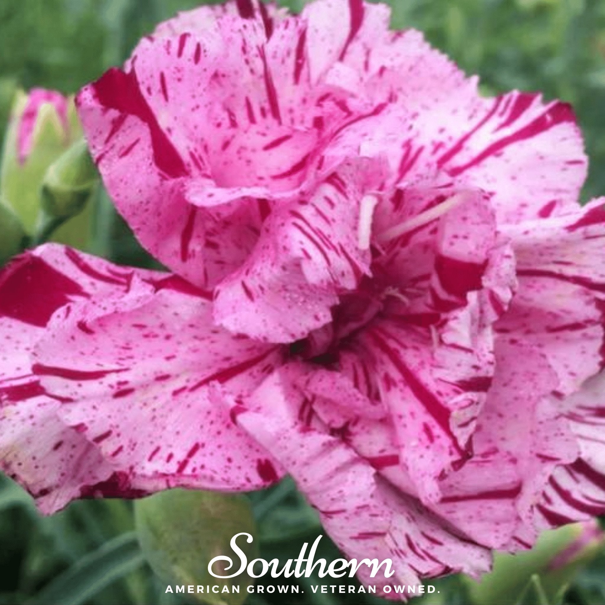 Chabaud Picotee Carnation Mix – 25 Seeds | Seeds | Wiccan Center