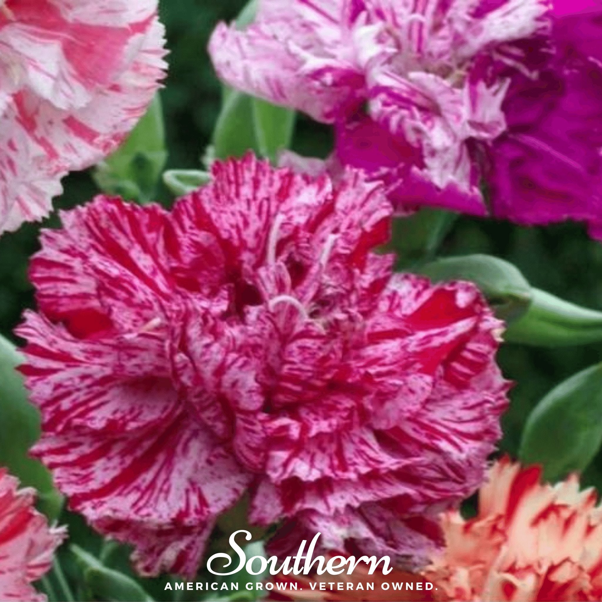 Chabaud Picotee Carnation Mix – 25 Seeds | Seeds | Wiccan Center