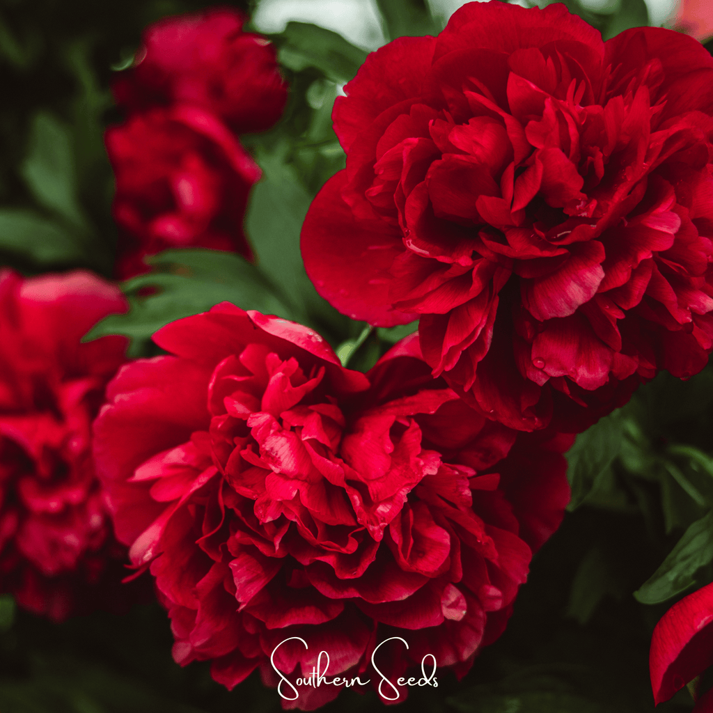 Etincellant Carnation – 25 Seeds | Seeds | Wiccan Center