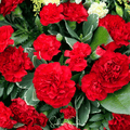 Etincellant Carnation – 25 Seeds | Seeds | Wiccan Center