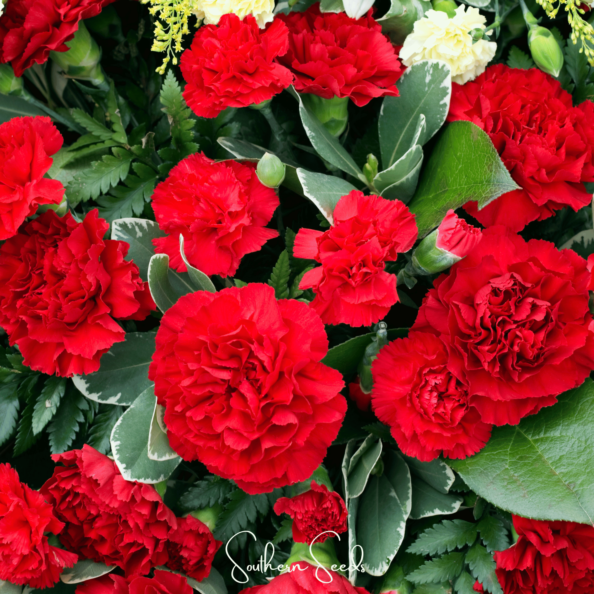 Etincellant Carnation – 25 Seeds | Seeds | Wiccan Center