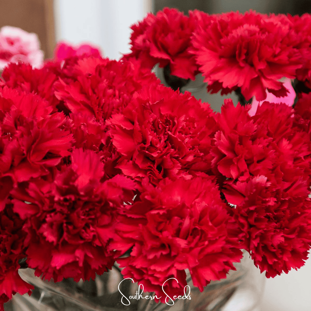 Etincellant Carnation – 25 Seeds | Seeds | Wiccan Center